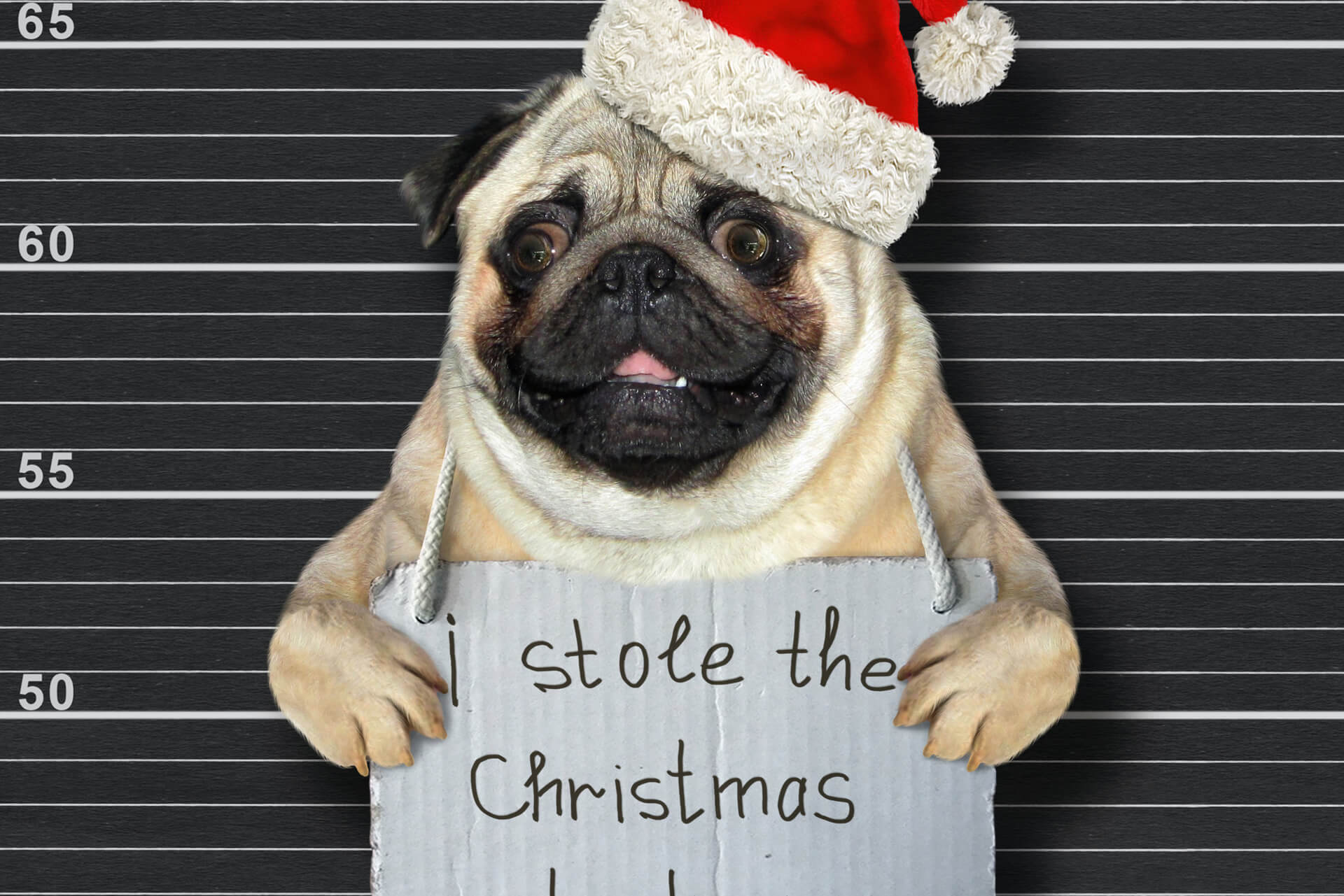 Pug With Santa Hat Stole Christmas Turkey & Needs Doggy Bondsman