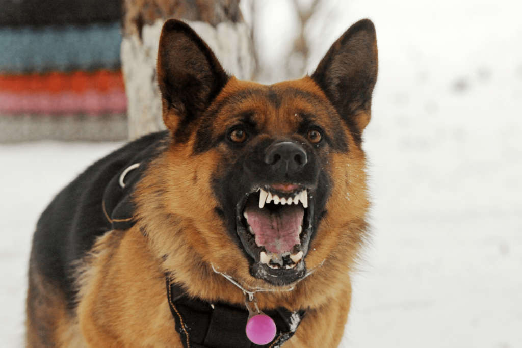 Can I Be Arrested If My Dog Bites Someone?